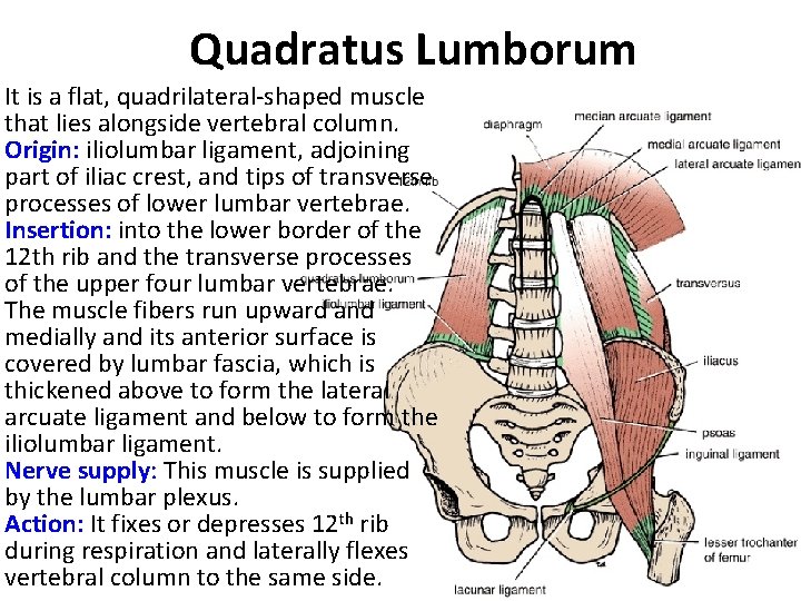 Quadratus Lumborum It is a flat, quadrilateral-shaped muscle that lies alongside vertebral column. Origin: