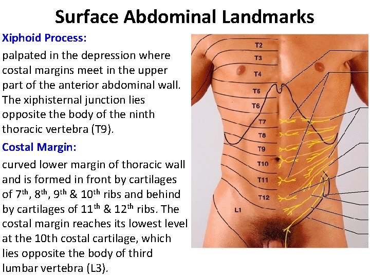 Surface Abdominal Landmarks Xiphoid Process: palpated in the depression where costal margins meet in