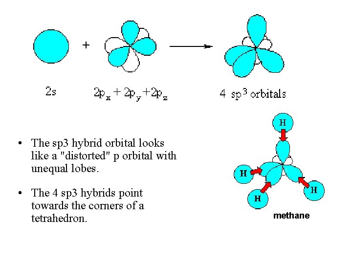  • The sp 3 hybrid orbital looks like a "distorted" p orbital with