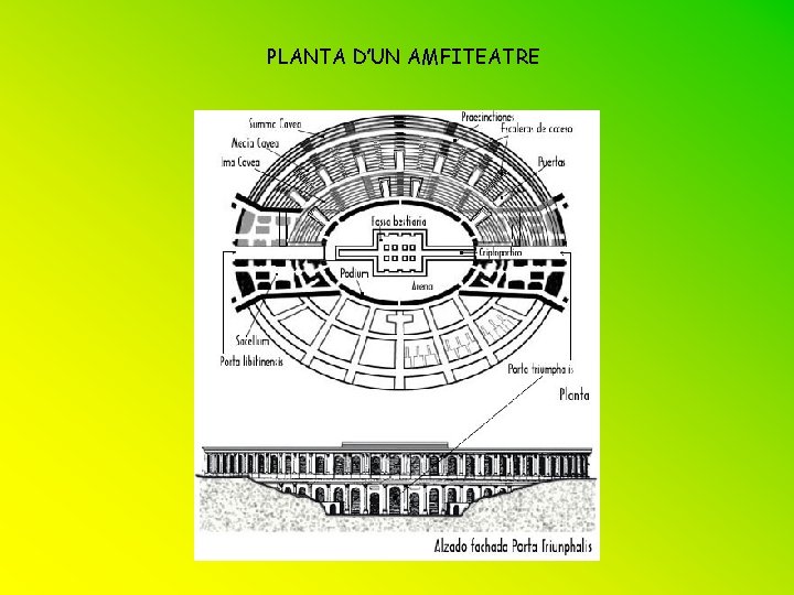 PLANTA D’UN AMFITEATRE 