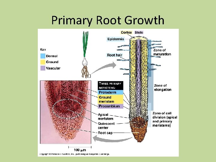 Primary Root Growth Primary Root Growth