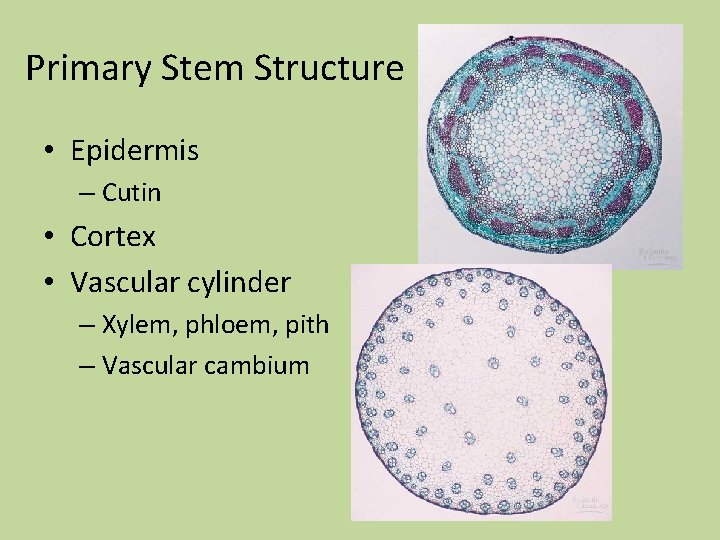 Primary Stem Structure • Epidermis – Cutin • Cortex • Vascular cylinder – Xylem, Primary Stem Structure • Epidermis – Cutin • Cortex • Vascular cylinder – Xylem,