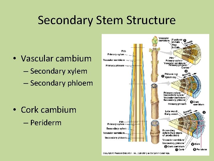 Secondary Stem Structure • Vascular cambium – Secondary xylem – Secondary phloem • Cork Secondary Stem Structure • Vascular cambium – Secondary xylem – Secondary phloem • Cork
