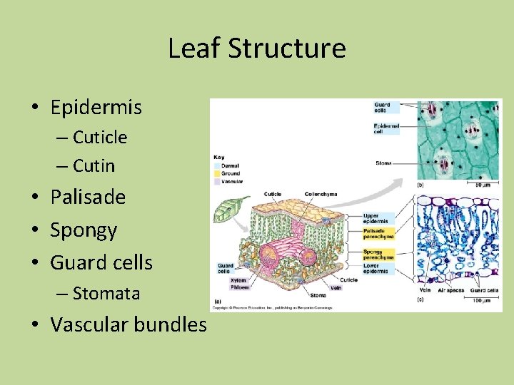 Leaf Structure • Epidermis – Cuticle – Cutin • Palisade • Spongy • Guard Leaf Structure • Epidermis – Cuticle – Cutin • Palisade • Spongy • Guard