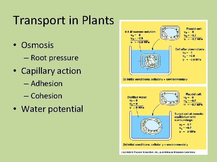 Transport in Plants • Osmosis – Root pressure • Capillary action – Adhesion – Transport in Plants • Osmosis – Root pressure • Capillary action – Adhesion –