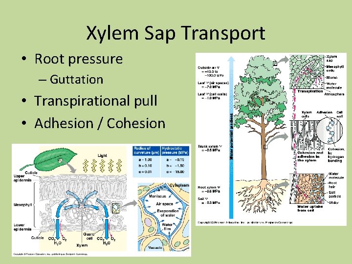Xylem Sap Transport • Root pressure – Guttation • Transpirational pull • Adhesion / Xylem Sap Transport • Root pressure – Guttation • Transpirational pull • Adhesion /