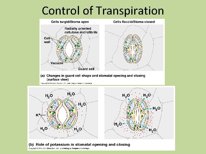 Control of Transpiration Control of Transpiration