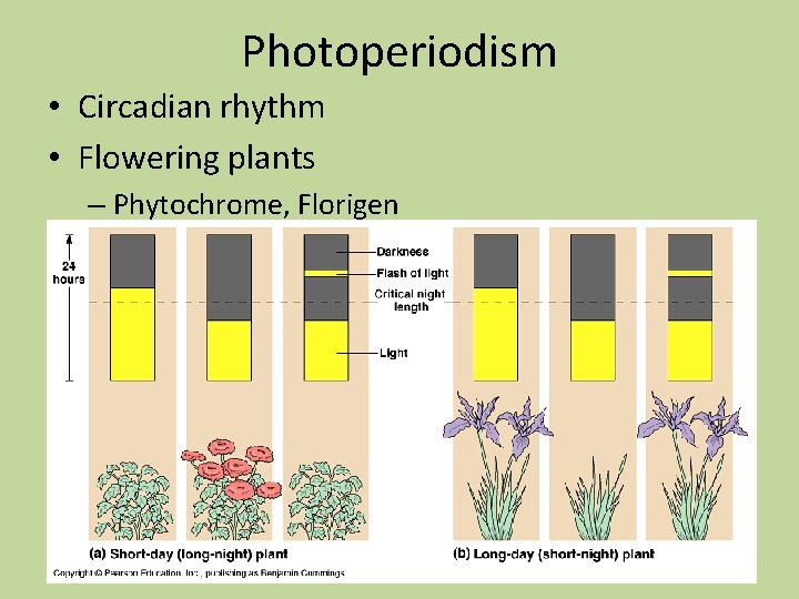 Photoperiodism • Circadian rhythm • Flowering plants – Phytochrome, Florigen Photoperiodism • Circadian rhythm • Flowering plants – Phytochrome, Florigen