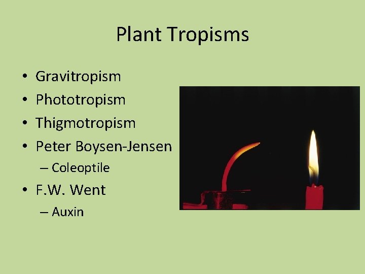 Plant Tropisms • • Gravitropism Phototropism Thigmotropism Peter Boysen-Jensen – Coleoptile • F. W. Plant Tropisms • • Gravitropism Phototropism Thigmotropism Peter Boysen-Jensen – Coleoptile • F. W.