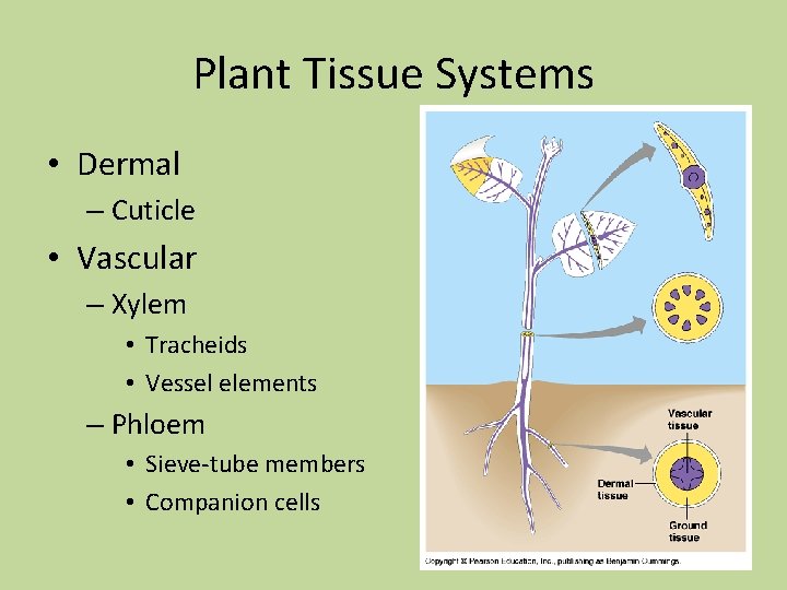 Plant Tissue Systems • Dermal – Cuticle • Vascular – Xylem • Tracheids • Plant Tissue Systems • Dermal – Cuticle • Vascular – Xylem • Tracheids •