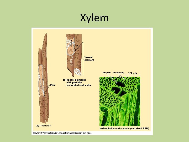Xylem Xylem