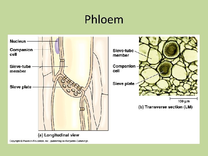 Phloem Phloem