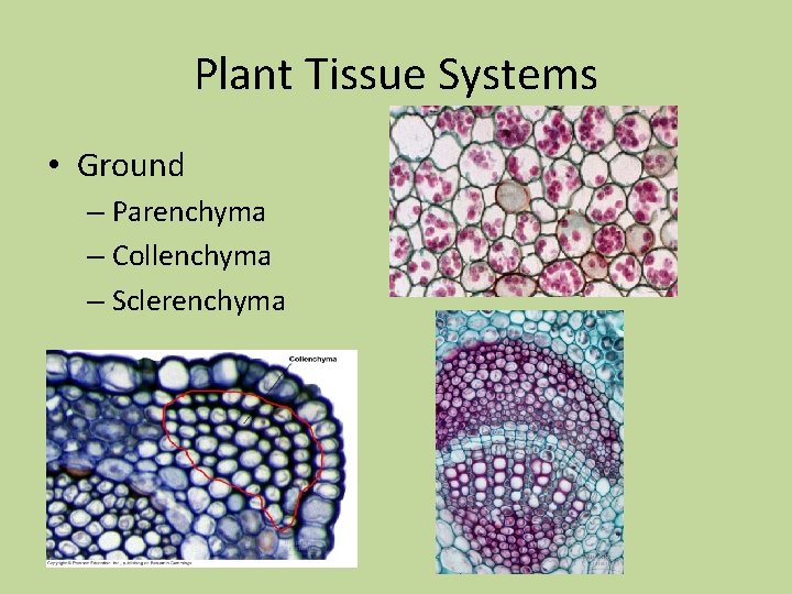Plant Tissue Systems • Ground – Parenchyma – Collenchyma – Sclerenchyma Plant Tissue Systems • Ground – Parenchyma – Collenchyma – Sclerenchyma
