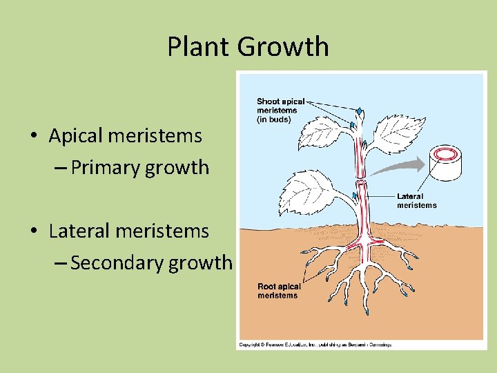 Plant Growth • Apical meristems – Primary growth • Lateral meristems – Secondary growth Plant Growth • Apical meristems – Primary growth • Lateral meristems – Secondary growth