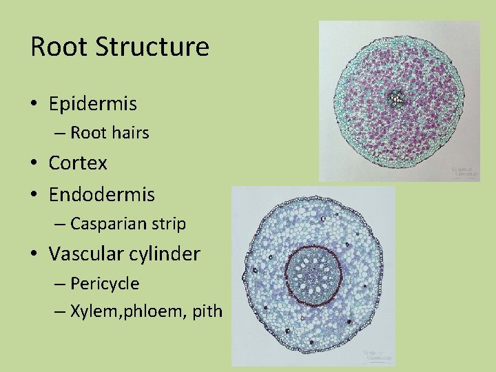 Root Structure • Epidermis – Root hairs • Cortex • Endodermis – Casparian strip Root Structure • Epidermis – Root hairs • Cortex • Endodermis – Casparian strip