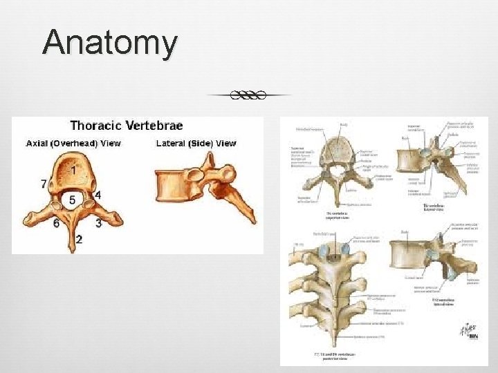 Anatomy 