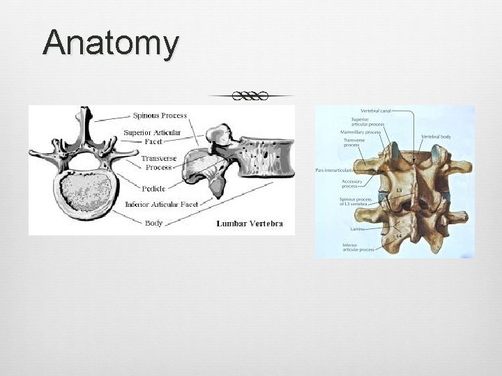 Anatomy 