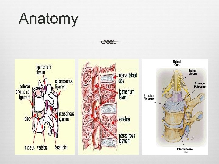 Anatomy 