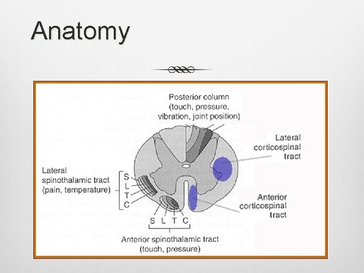 Anatomy 