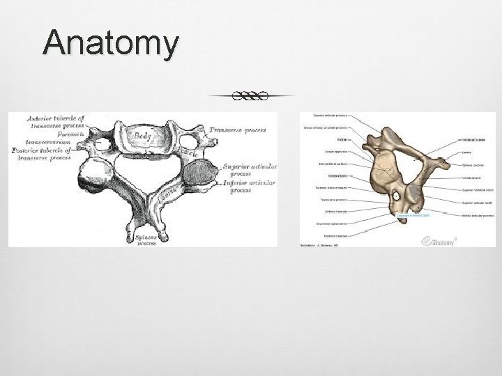 Anatomy 