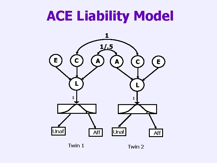 ACE Liability Model 1 1/. 5 E C A A C L L 1