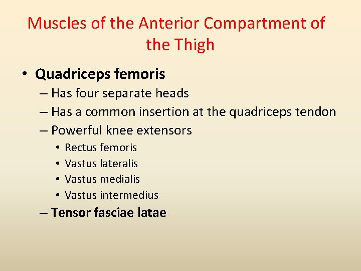 Muscles of the Anterior Compartment of the Thigh • Quadriceps femoris – Has four