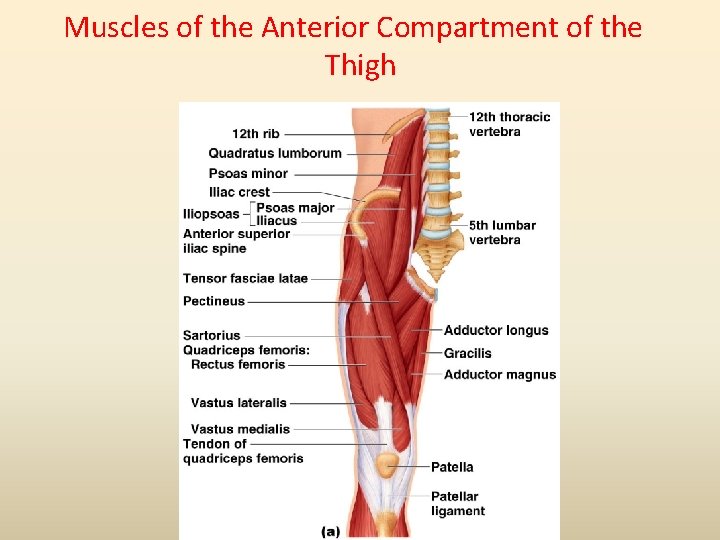 Muscles of the Anterior Compartment of the Thigh 