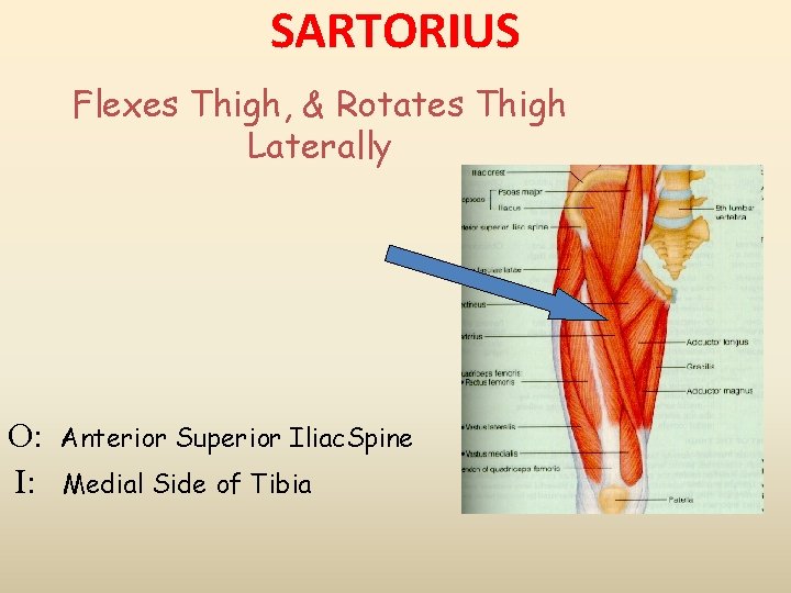 SARTORIUS Flexes Thigh, & Rotates Thigh Laterally O: I: Anterior Superior Iliac. Spine Medial