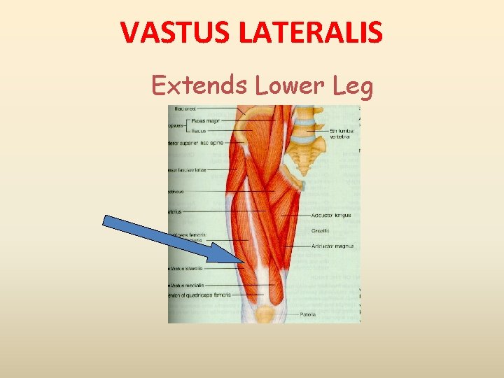 VASTUS LATERALIS Extends Lower Leg 