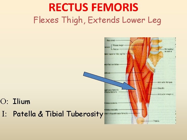 RECTUS FEMORIS Flexes Thigh, Extends Lower Leg O: Ilium I: Patella & Tibial Tuberosity