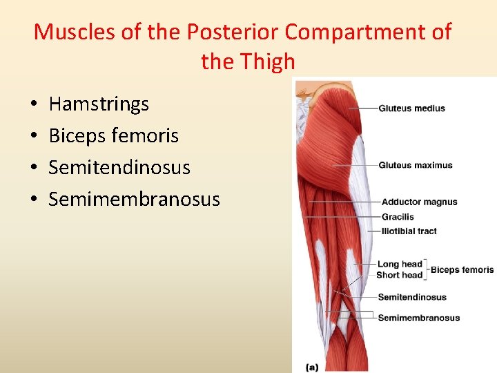 Muscles of the Posterior Compartment of the Thigh • • Hamstrings Biceps femoris Semitendinosus
