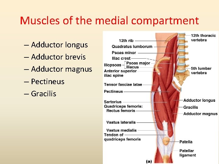 Muscles of the medial compartment – Adductor longus – Adductor brevis – Adductor magnus