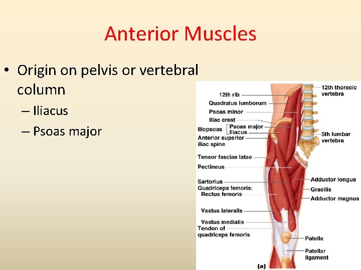 Anterior Muscles • Origin on pelvis or vertebral column – Iliacus – Psoas major