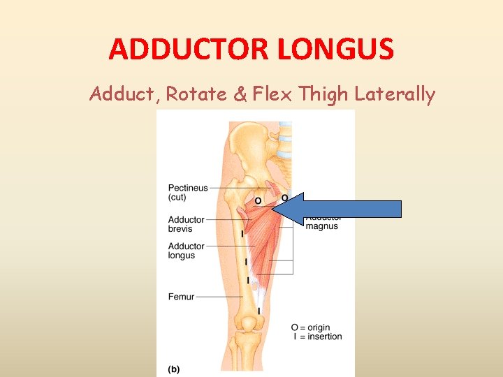 ADDUCTOR LONGUS Adduct, Rotate & Flex Thigh Laterally 