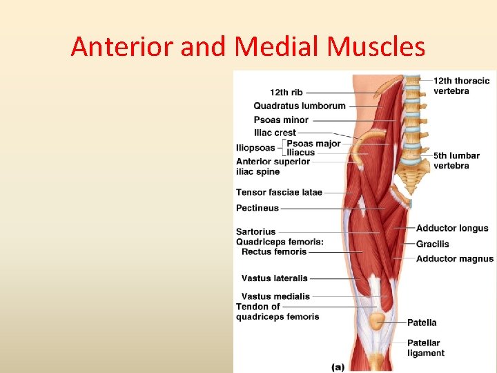 Anterior and Medial Muscles 