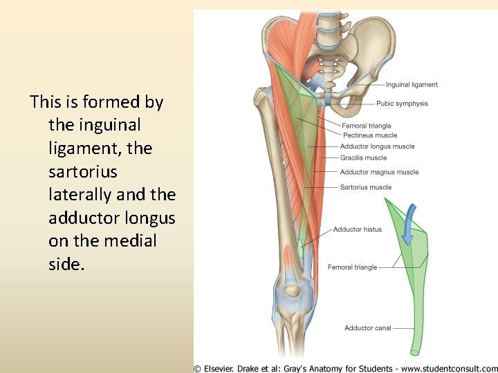 This is formed by the inguinal ligament, the sartorius laterally and the adductor longus
