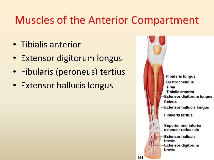 Muscles of the Anterior Compartment • • Tibialis anterior Extensor digitorum longus Fibularis (peroneus)