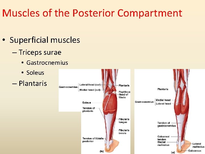 Muscles of the Posterior Compartment • Superficial muscles – Triceps surae • Gastrocnemius •