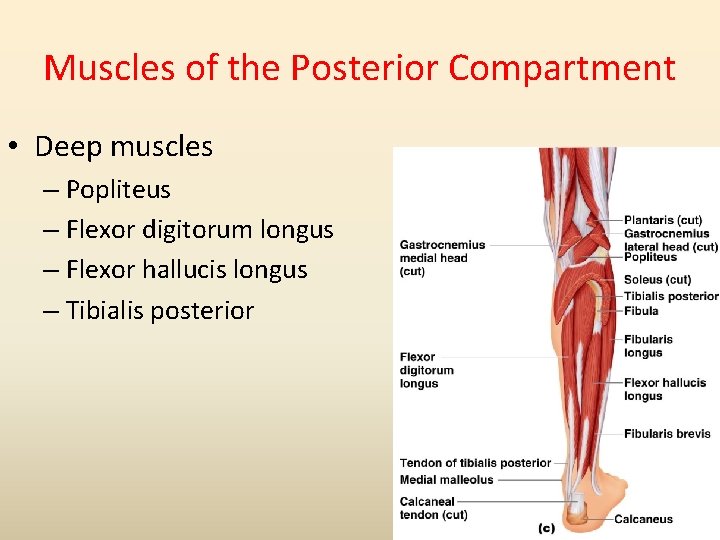 Muscles of the Posterior Compartment • Deep muscles – Popliteus – Flexor digitorum longus