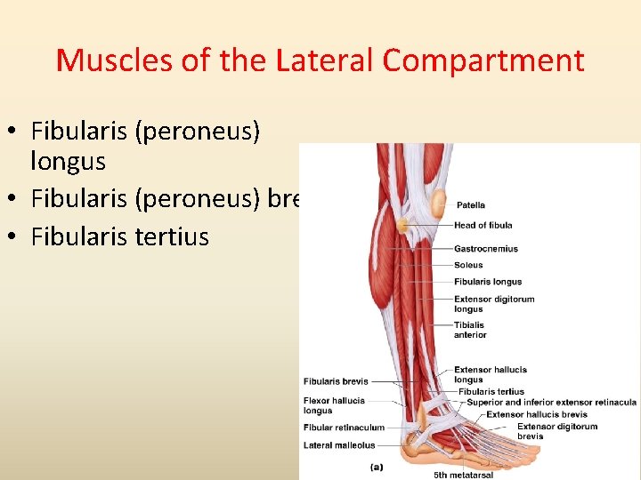 Muscles of the Lateral Compartment • Fibularis (peroneus) longus • Fibularis (peroneus) brevis •