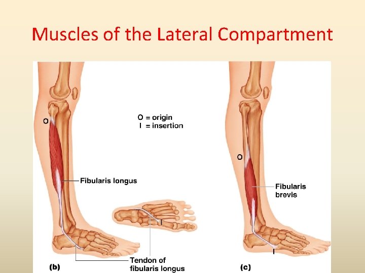 Muscles of the Lateral Compartment 