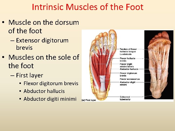 Intrinsic Muscles of the Foot • Muscle on the dorsum of the foot –