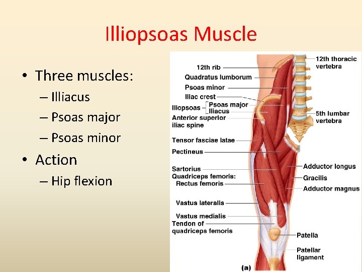 Illiopsoas Muscle • Three muscles: – Illiacus – Psoas major – Psoas minor •