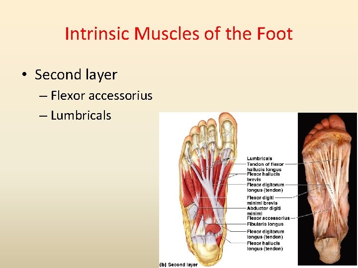 Intrinsic Muscles of the Foot • Second layer – Flexor accessorius – Lumbricals 