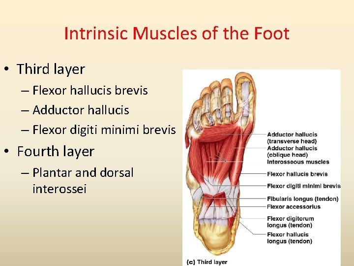 Intrinsic Muscles of the Foot • Third layer – Flexor hallucis brevis – Adductor