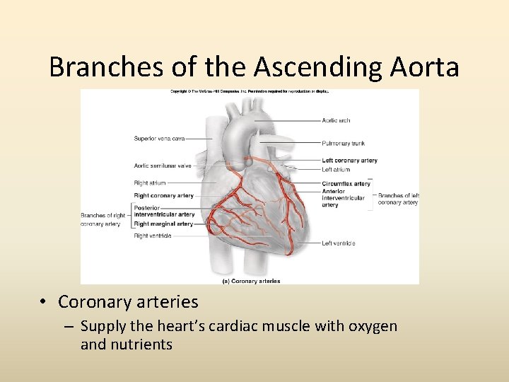 Branches of the Ascending Aorta • Coronary arteries – Supply the heart’s cardiac muscle