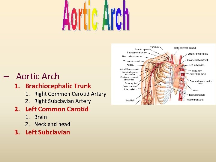 – Aortic Arch 1. Brachiocephalic Trunk 1. Right Common Carotid Artery 2. Right Subclavian