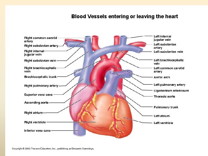 Blood Vessels entering or leaving the heart 