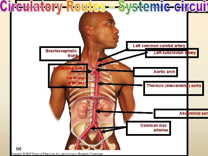 Left common carotid artery Brachiocephalic trunk Ascending aorta (gives off coronary arteries) Left subclavian