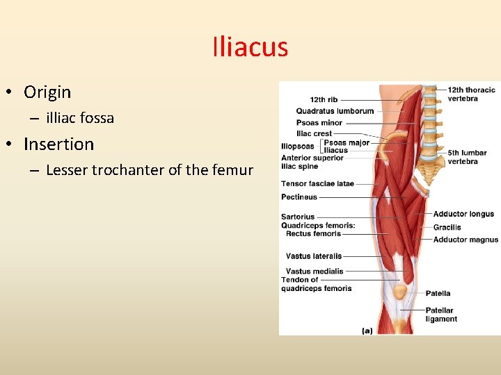 Iliacus • Origin – illiac fossa • Insertion – Lesser trochanter of the femur